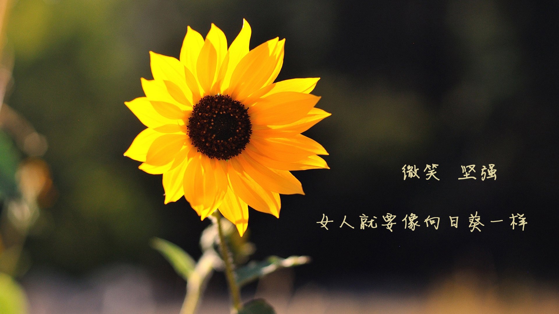 青少年体育兴趣培养及社会支持，青少年体育培训的政策环境