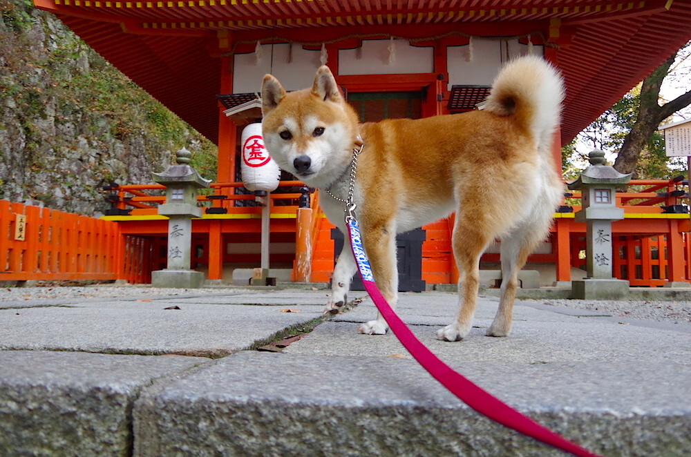 印度队未来发展：加速年轻球员的技术进步和实战经验积累，印度职业足球联赛