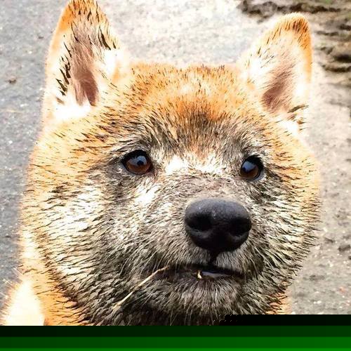 仰泳新秀朝鲜表现超预期，仰泳示范视频