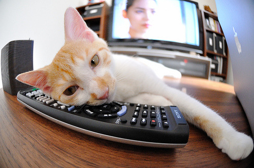 弗朗索瓦·斯图尔特：在关键比赛中展现非凡脚法，助力南非队取胜