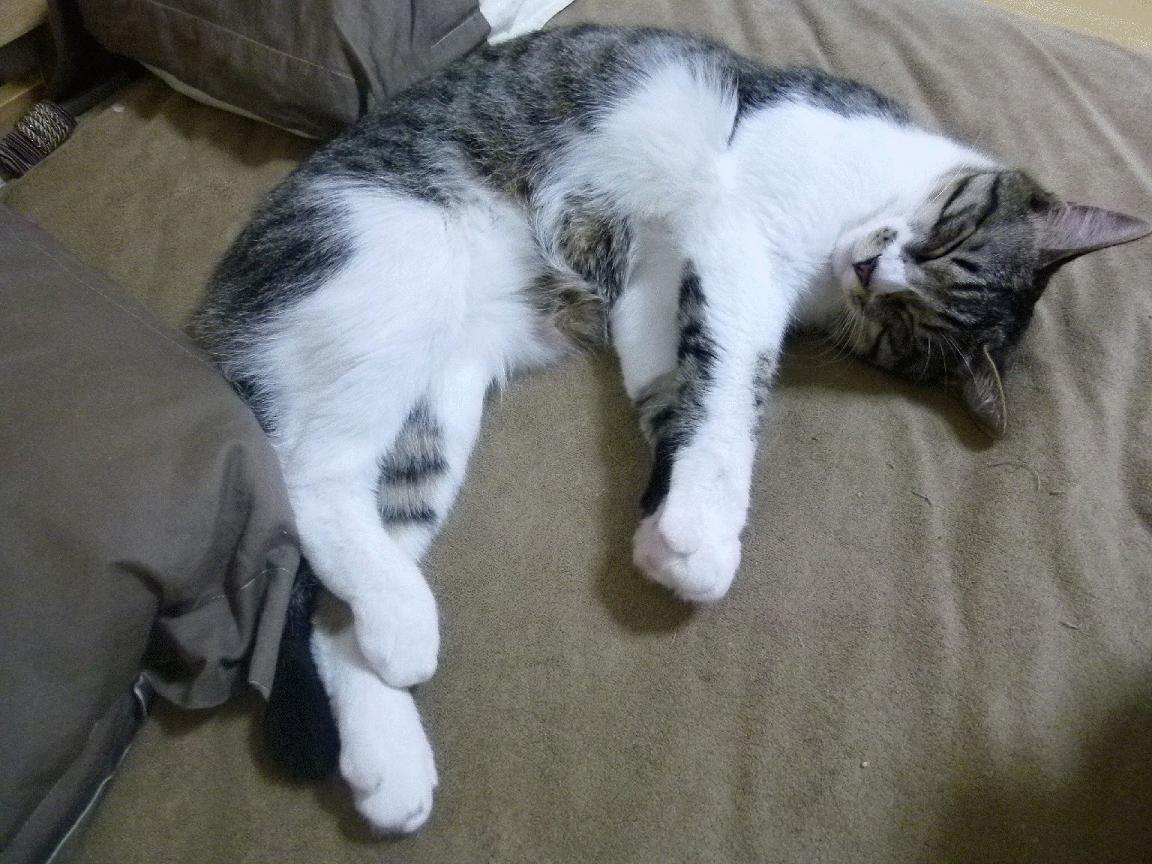 职业联赛推广环保理念引导绿色办赛新风尚，环保竞赛的意义